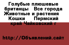 Голубые плюшевые британцы - Все города Животные и растения » Кошки   . Пермский край,Чайковский г.